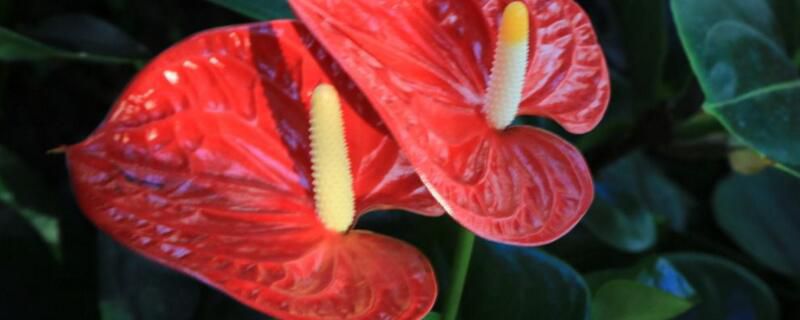 红掌的花变黑了怎么办？红掌变黑的解决办法