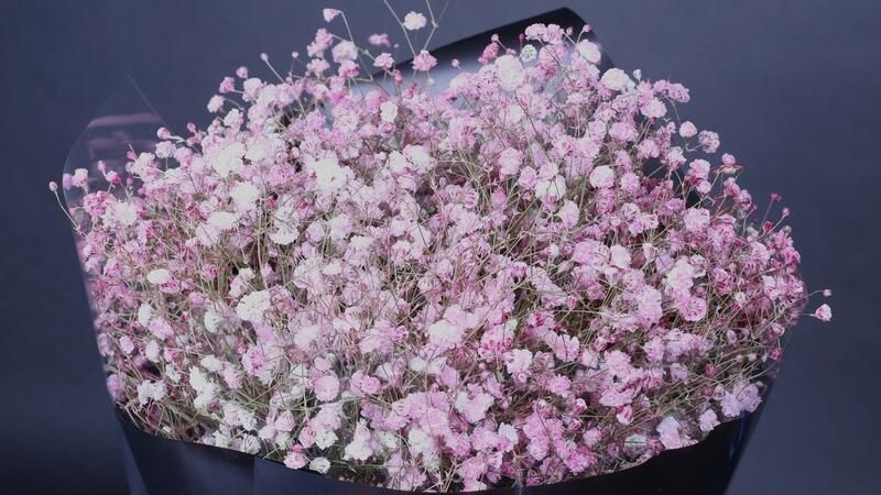 满天星可以送哪些人？满天星花语和寓意