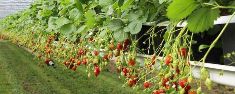 草莓种植技术和管理要点