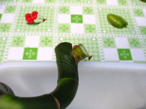 富贵竹修剪后 富贵竹修剪后