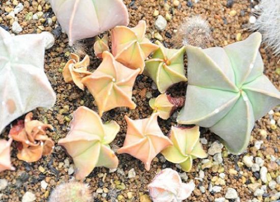 萌萌哒~五角鸾凤玉 萌萌哒~五角鸾凤玉