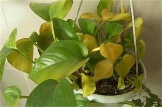 室内绿萝叶子变黄，缺乏光照植株徒长