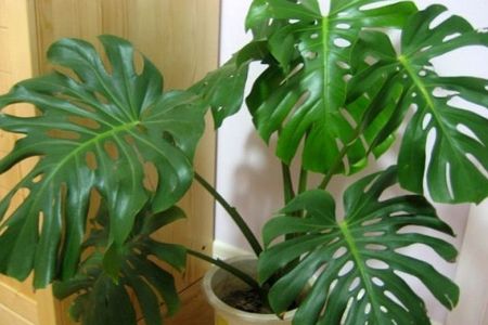 长势不错的龟背竹 长势不错的龟背竹