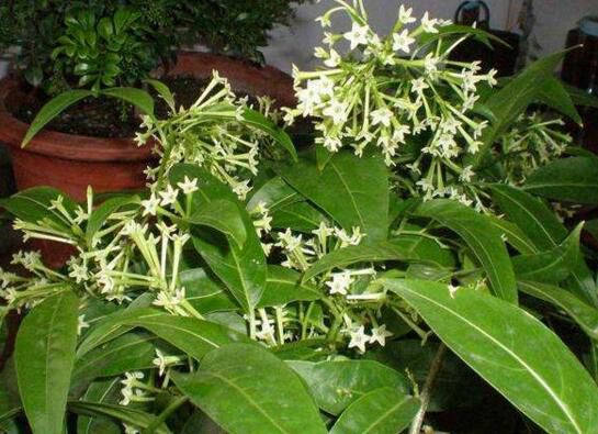 夜来香叶子发黄怎么办？4种方法对症下药
