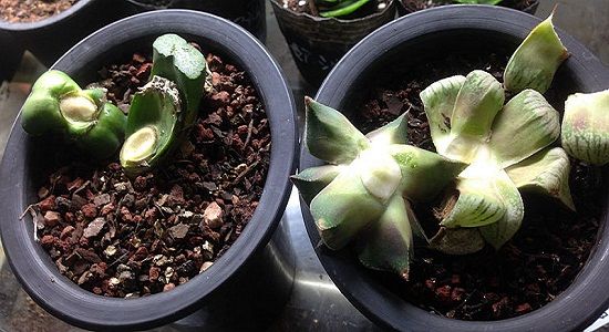 砍头法多头 砍头法多头