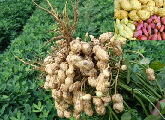 刚从地里拔出的花生 刚从地里拔出的花生