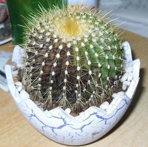 生病的仙人球 生病的仙人球