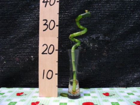 富贵竹修剪过后重新放回花瓶 富贵竹修剪过后重新放回花瓶