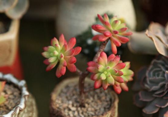 为什么多肉植物会变红 为什么多肉植物会变红