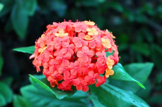 客厅和卧房不能摆放哪些植物? 客厅和卧房不能摆放哪些植物?