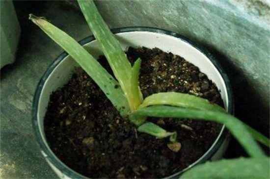 芦荟叶子软了怎么办？叶子软了4种原因及解决方法