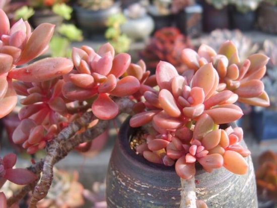 为什么多肉植物会变红 为什么多肉植物会变红