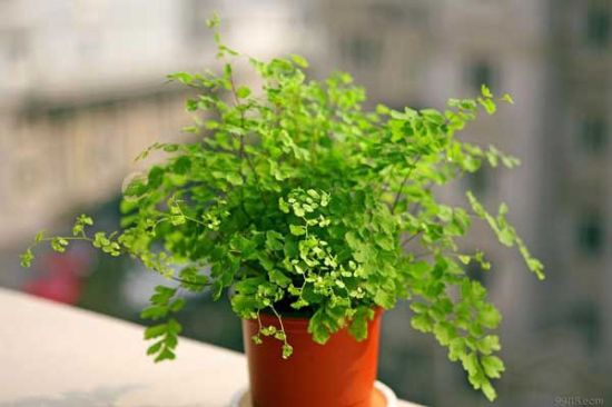 客厅和卧房不能摆放哪些植物? 客厅和卧房不能摆放哪些植物?