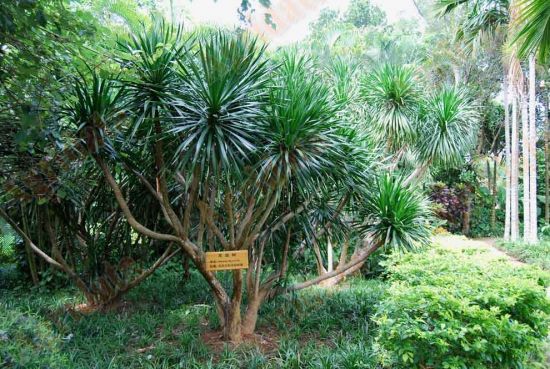 依据apg ii 分类法,将其并入假叶树科,也有单独列为一个龙血树科或