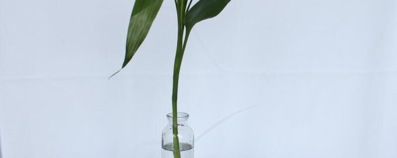 养富贵竹几支最吉利？水养单支，土养双数