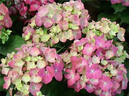 绣球花有多少种颜色(全解图示) 绣球花有多少种颜色(全解图示)