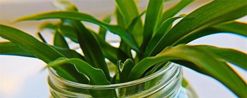 吊兰叶子发软下垂的6大原因