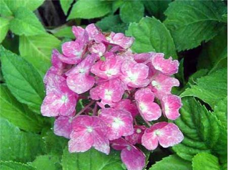 绣球花有多少种颜色(全解图示) 绣球花有多少种颜色(全解图示)