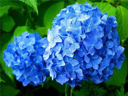 绣球花有多少种颜色(全解图示) 绣球花有多少种颜色(全解图示)