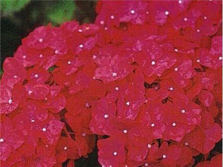 绣球花有多少种颜色(全解图示) 绣球花有多少种颜色(全解图示)