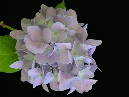 绣球花有多少种颜色(全解图示) 绣球花有多少种颜色(全解图示)