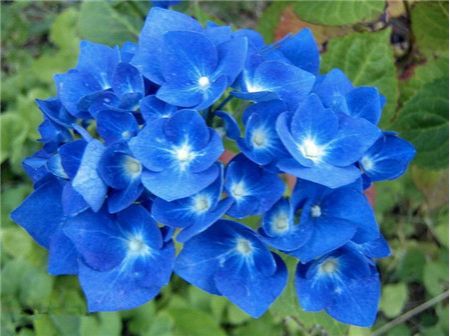 绣球花有多少种颜色(全解图示) 绣球花有多少种颜色(全解图示)