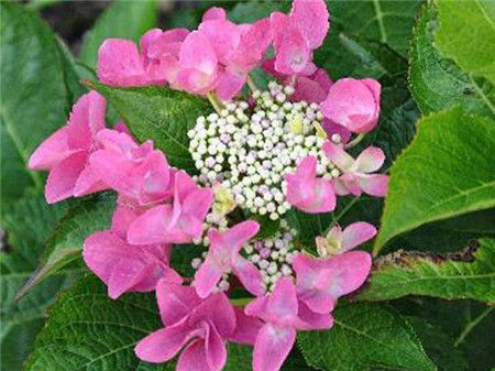 绣球花有多少种颜色(全解图示) 绣球花有多少种颜色(全解图示)