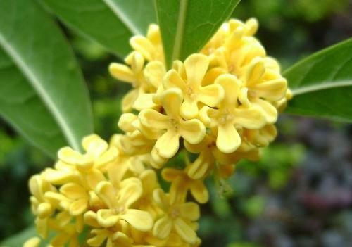 诱人的桂花 诱人的桂花