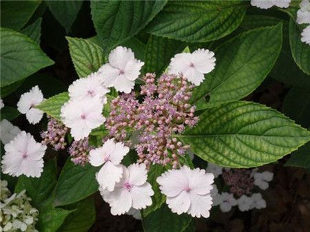 绣球花有多少种颜色(全解图示) 绣球花有多少种颜色(全解图示)