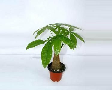 发财树图片 发财树图片