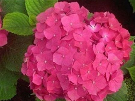 绣球花有多少种颜色(全解图示) 绣球花有多少种颜色(全解图示)