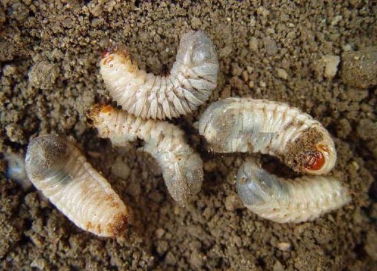 怎样防治蛴螬？