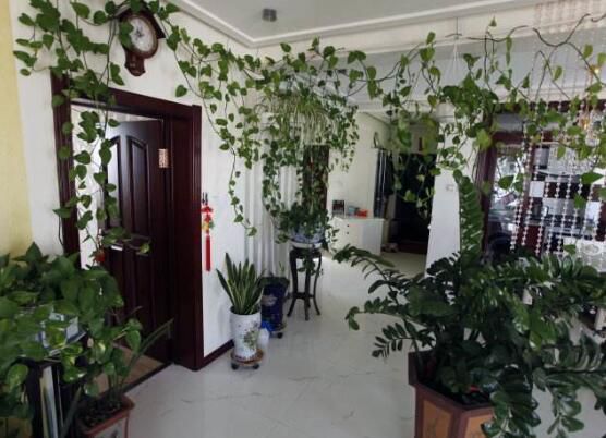 家里养绿萝的禁忌和风水作用