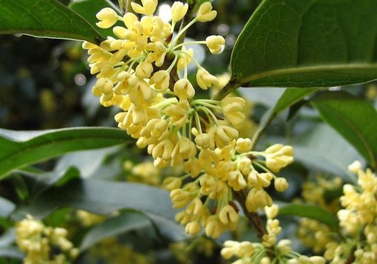 美丽的桂花 美丽的桂花