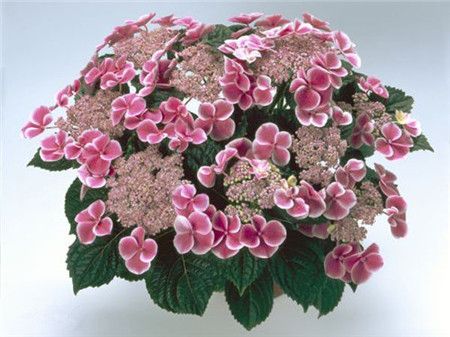 绣球花有多少种颜色(全解图示) 绣球花有多少种颜色(全解图示)