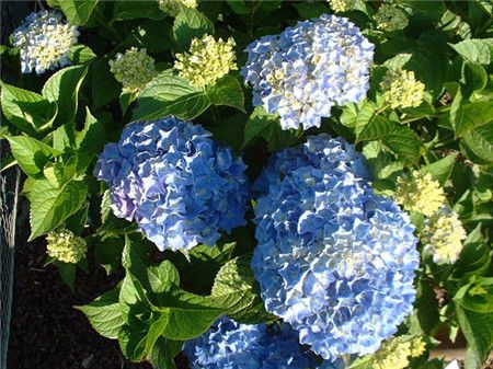 绣球花有多少种颜色(全解图示) 绣球花有多少种颜色(全解图示)