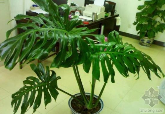 办公室中的龟背竹 办公室中的龟背竹