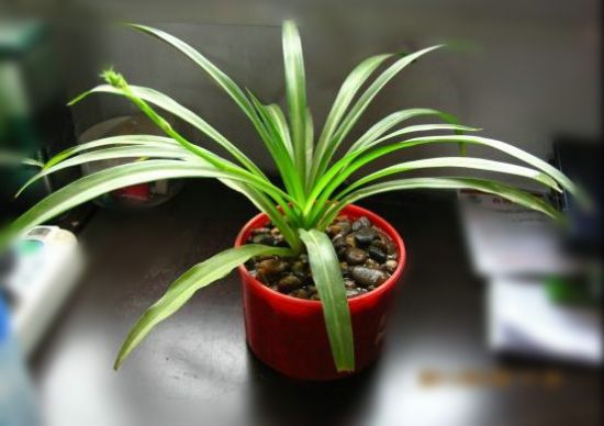 客厅和卧房不能摆放哪些植物? 客厅和卧房不能摆放哪些植物?