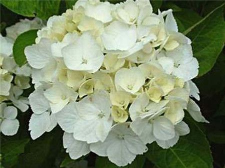 绣球花有多少种颜色(全解图示) 绣球花有多少种颜色(全解图示)