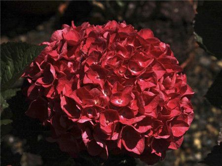 绣球花有多少种颜色(全解图示) 绣球花有多少种颜色(全解图示)