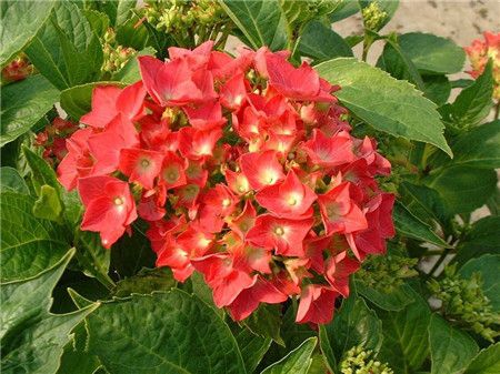 绣球花有多少种颜色(全解图示) 绣球花有多少种颜色(全解图示)