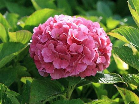 绣球花有多少种颜色(全解图示) 绣球花有多少种颜色(全解图示)