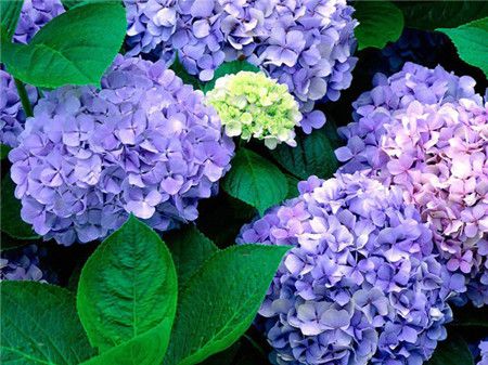 绣球花有多少种颜色(全解图示) 绣球花有多少种颜色(全解图示)