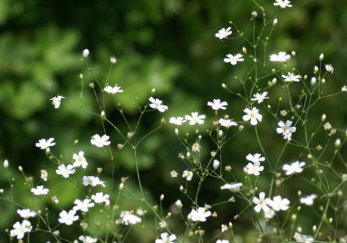 美丽的满天星 美丽的满天星