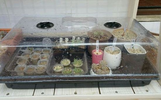 多肉植物闷养浅谈 多肉植物闷养浅谈