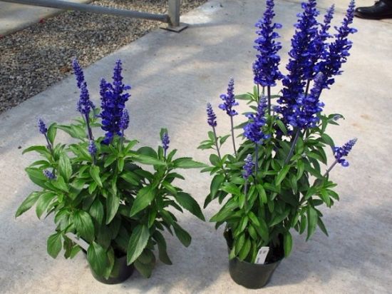 左:鸵鸟;右:维多利亚 左:鸵鸟;右:维多利亚