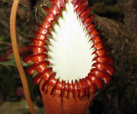 最丑最臭的植物 最丑最臭的植物