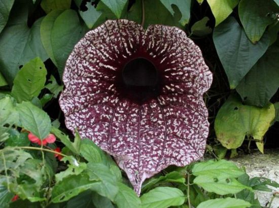 最丑的植物 最丑的植物