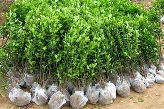 大叶黄杨80公分价格，大约为25元