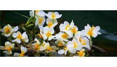 泸沽湖水性杨花开花时间